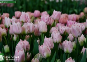 Tulipa Dreamer ® (2)